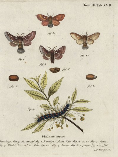 Eastern eggar and small eggar moths. av Johann Georg Klinger