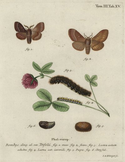 Grass eggar, Lasiocampa trifolii. av Johann Georg Klinger