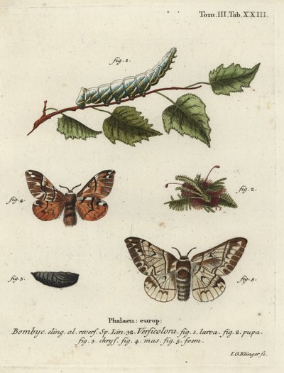 Kentsk ära, Endromis versicolora. av Johann Georg Klinger
