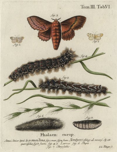 Muslinfjäril och ekäggfjärilar. av Johann Georg Klinger