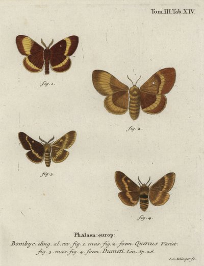 Oak eggar and grass eggar moths. av Johann Georg Klinger