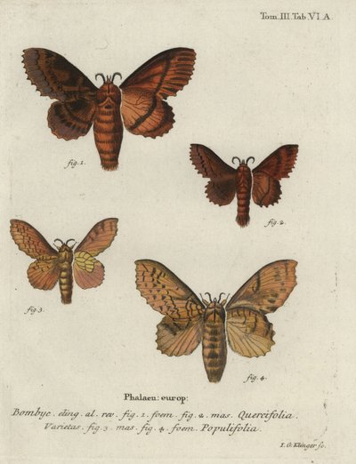 Oak eggar and poplar lappet moths. av Johann Georg Klinger