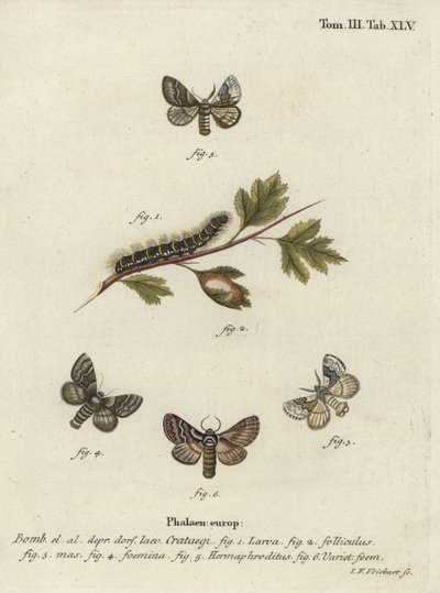 Pale Oak Egger, Trichiura categii. av Johann Georg Klinger