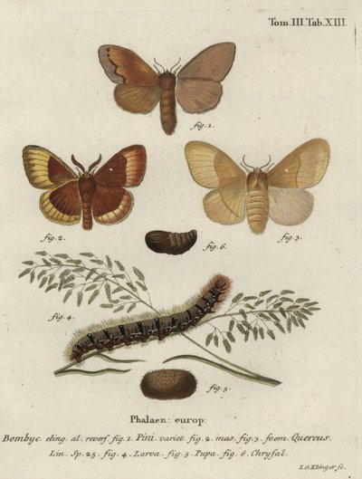 Tall lappet och ek äggfjärilar. av Johann Georg Klinger