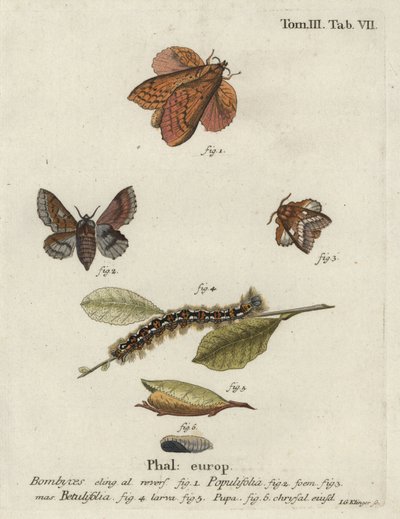 Poplar lappet och små lappet malar. av Johann Georg Klinger