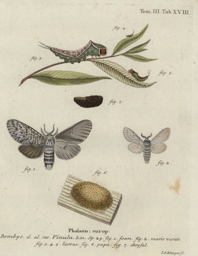 Pussmal, Cerura vinula. av Johann Georg Klinger