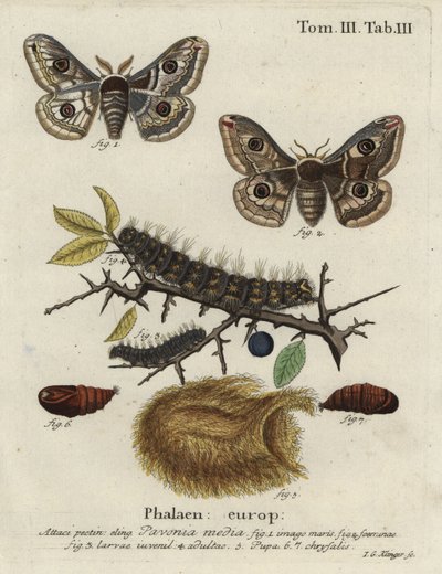 Sloe kejsarmal, Saturnia spini. av Johann Georg Klinger