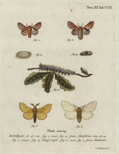 Liten lapp och höstsilkesfjäril. av Johann Georg Klinger