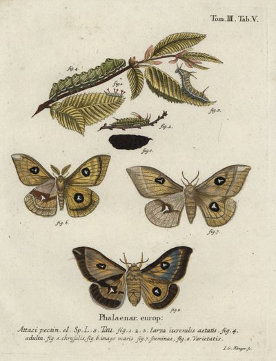 Tau kejsarmal, Aglia tau. av Johann Georg Klinger