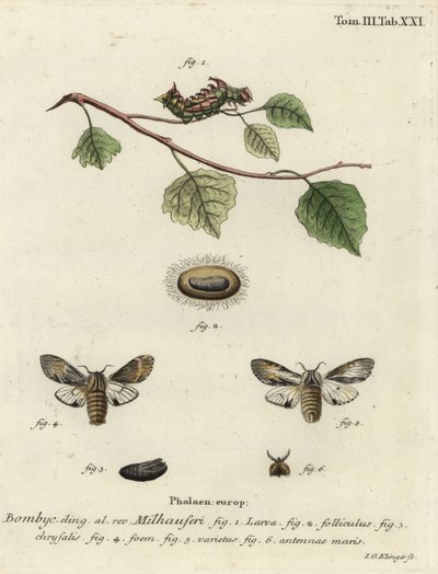 Tawny framträdande mal, Harpyia milhauseri. av Johann Georg Klinger