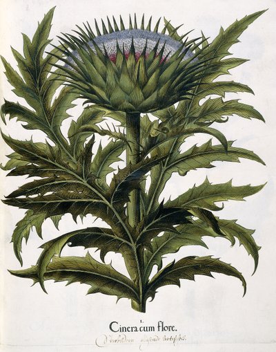 Cinera Cum Flore, 1613 av Johann Georg Ziesenis
