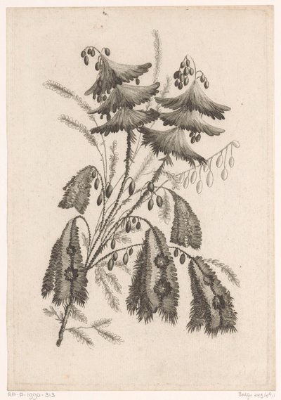 Parasolachtige blommor Samling av nya smakblommor; För Manufacture des Etoffes de Perse (serietitel) av Johann Heinrich  Hess