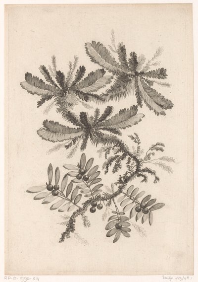 Takken träffade bessen Samling av nya smakblommor; För Manufacture des Etoffes de Perse (serietitel) av Johann Heinrich  Hess