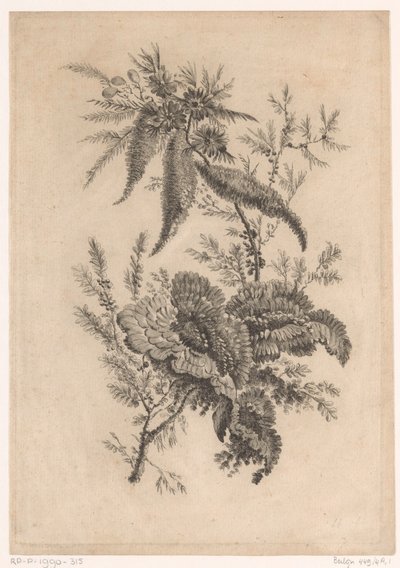 Wilde roosachtigen Samling av nya smakblommor; För Manufacture des Etoffes de Perse (serietitel) av Johann Heinrich  Hess