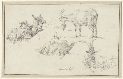Studier av en get av Johann Heinrich Roos (possibly)