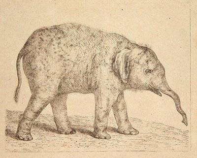 Elefant (etsning) av Johann Heinrich Wilhelm Tischbein