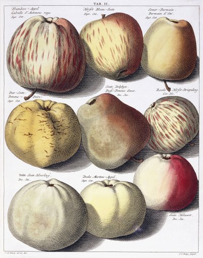 Olika äpplen, 1758 av Johann Hermann Knoop