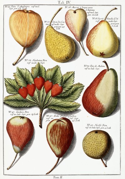 Olika päronarter, 1760-1766 av Johann Hermann Knoop