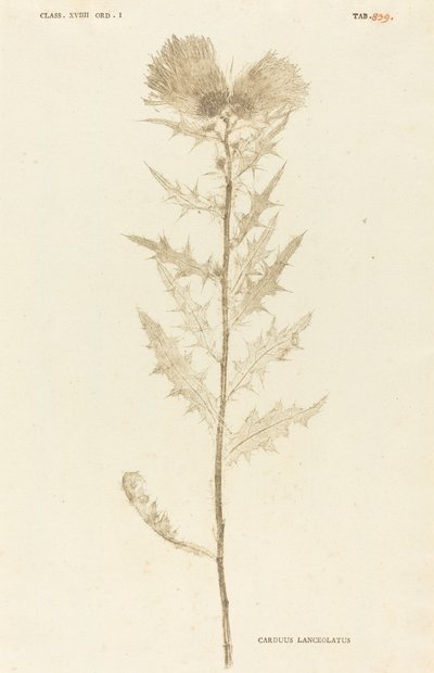 Tistel lansettliknande av Johann Hieronymus Kniphof