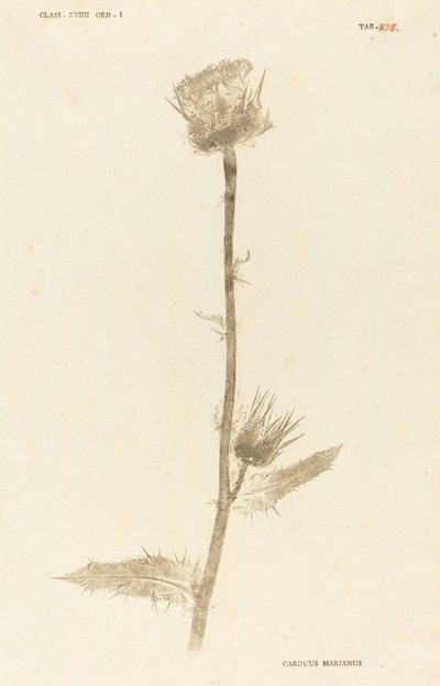 Marianus Cardus av Johann Hieronymus Kniphof