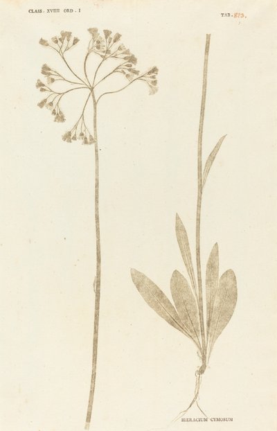 Hieracium Cymosum av Johann Hieronymus Kniphof