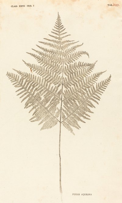 Pteris Aquilina av Johann Hieronymus Kniphof