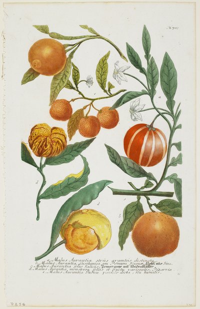 a-e Malus Aurantia etc., från Phytanthoza Iconographia, 1735-45 av Johann Jakob Haid