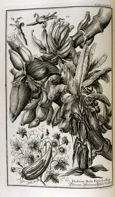 Bibliska växter och frukter inklusive mandrake och melon av Johann Jakob Scheuchzer