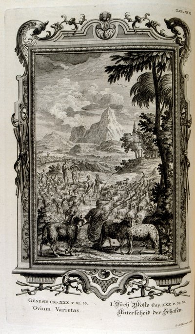 swedish av Johann Jakob Scheuchzer