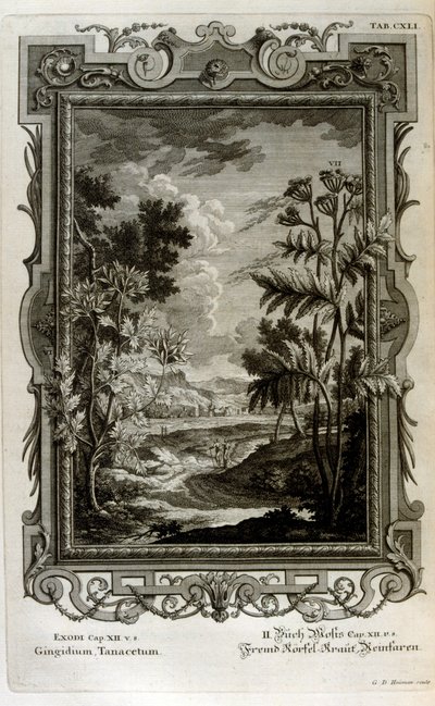 swedish av Johann Jakob Scheuchzer