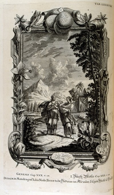 Mandragora växt. Det är ofta känt som mandrake av Johann Jakob Scheuchzer