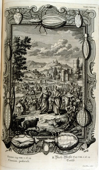 Pest av löss och myggor av Johann Jakob Scheuchzer