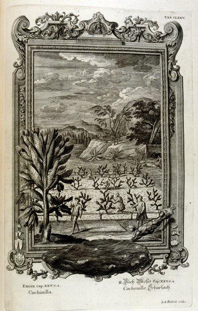 odlar kaktus av Johann Jakob Scheuchzer