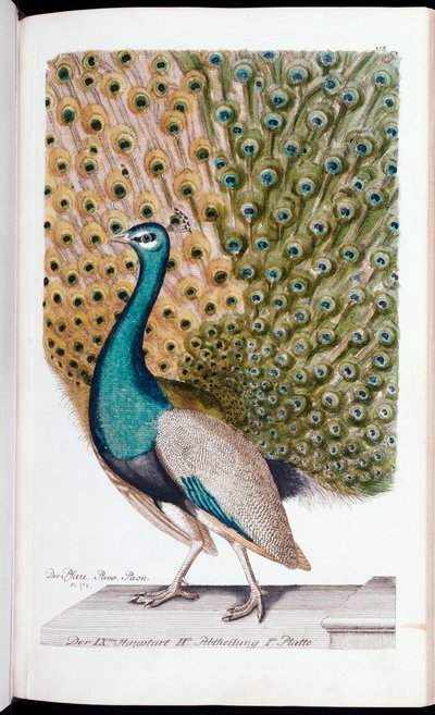En påfågelhane i full utställning, 1763 av Johann Leonhard Frisch
