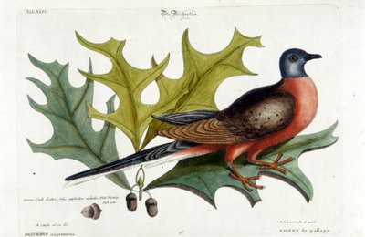 Flyttduva, nu utdöd. Zoo, Seligman 1749 av Johann Michael Seligmann