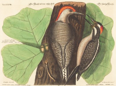 Den rödbukade hackspetten (Picus Carolinus) av Johann Michael Seligmann after Mark Catesby