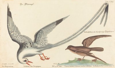 Tropic Bird (Phaeton aethereus) av Johann Michael Seligmann after Mark Catesby