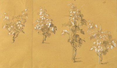 Weinstock, studie för "Hermann och Dorothea i vingården" av Johann Peter Krafft