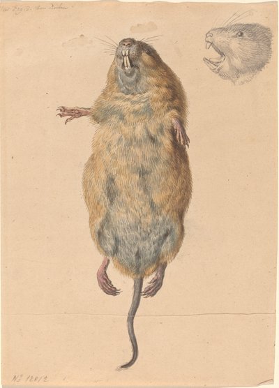 En fältmus, underifrån av Johann Rudolph Schellenberg