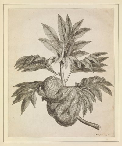 En gren av brödfruktträdet av Johann Sebastien Muller