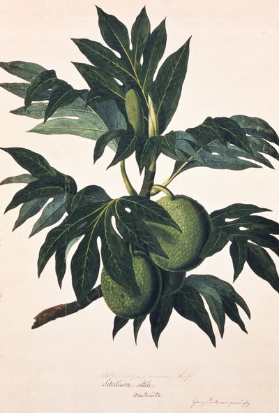 En gren av brödfruktträdet med frukt, ca 1773 (gravyr) av Johann Sebastien Muller