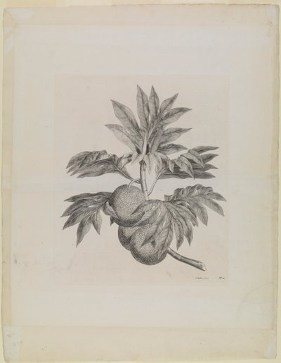 En gren av brödfruktsträdet med frukten av Johann Sebastien Muller