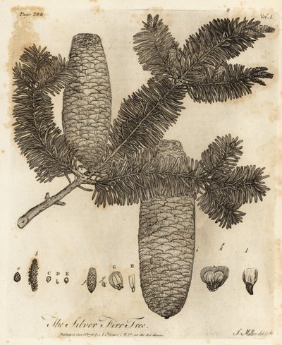 Europeisk silvergran, Abies alba. av Johann Sebastien Muller