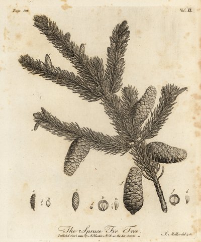Kungsgran eller europeisk gran, Picea abies av Johann Sebastien Muller