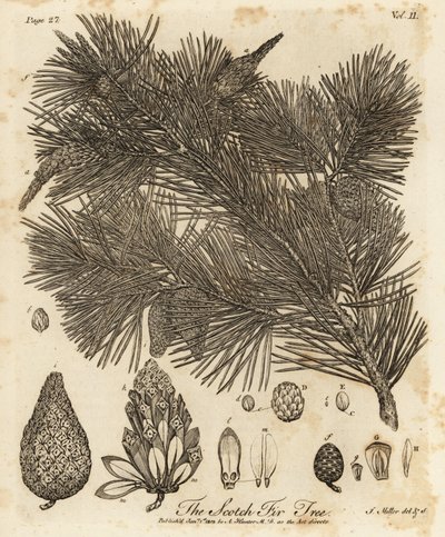 Tall, Pinus sylvestris. av Johann Sebastien Muller