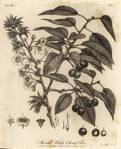 Surkörsbär, surkörsbär eller dvärgkörsbär, Prunus cerasus. av Johann Sebastien Muller