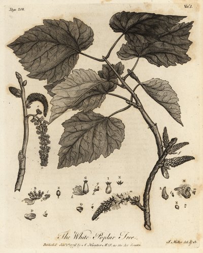 Vit poppelträd, Populus alba. av Johann Sebastien Muller