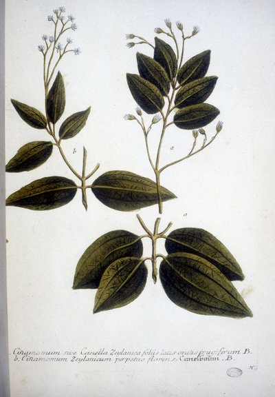 Cinnamomum Zeylanicum (Ceylon Cinnamomum) - Gravyr av herbariet av J.W. Weinmann 1737. av Johann Wilhelm Weinman