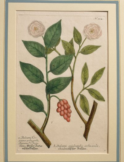 Västerländsk balsambuske, färgad gravyr av Johann Wilhelm Weinmann
