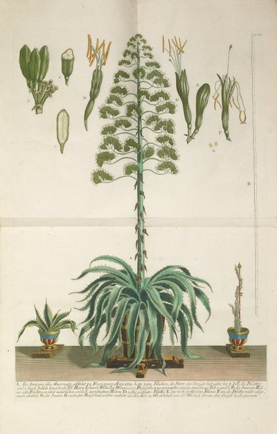 Graverad och mezzotintplatta av Aloe Americana folio Mucronato, ca. 1735-1737 av Johann Wilhelm Weinmann